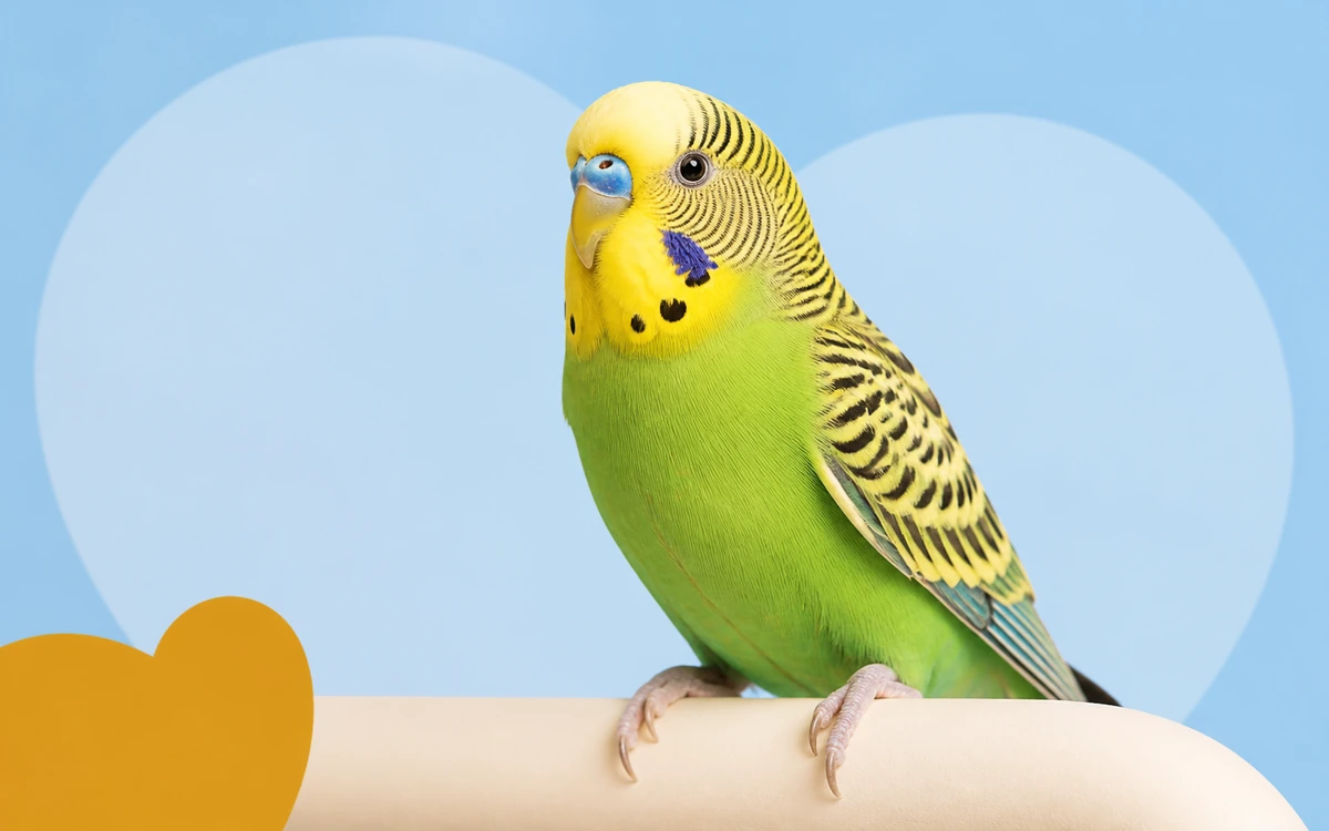 Parkiet op speelse blauwe achtergrond
