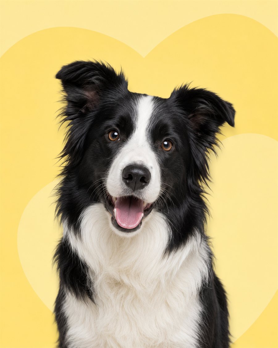 Vrolijke border collie op gele achtergrond